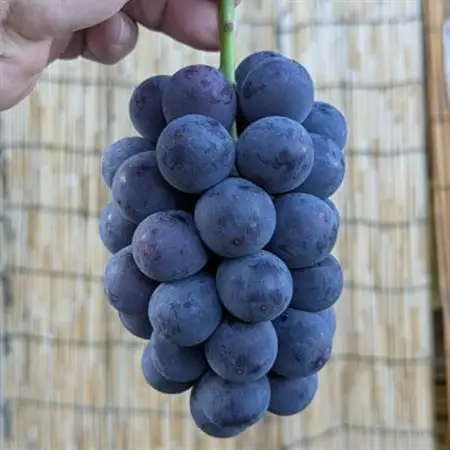 【2026年夏発送】種無し巨峰　約2kg(5房前後)　来季分先行受付_果物・フルーツ ぶどう・マスカット  ブドウ 葡萄 _【配送不可地域：離島】【1146341】