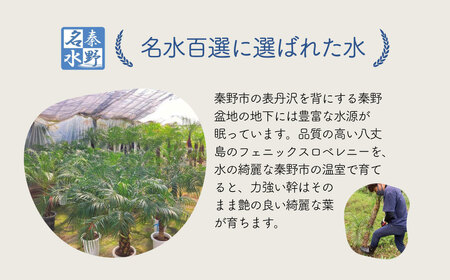 観葉植物 フェニックスロベレニー ロベ 8号（鉢下から葉先まで約H110cm～130cm）041-01-1 観葉植物