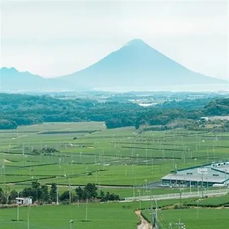 ギフトにおすすめ!知覧茶3本セット【1185803】