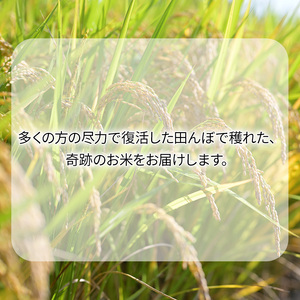 米 10kg 恵つくし 奇跡の一粒 5kg×2 令和7年産 お米 こめ コメ 新品種 