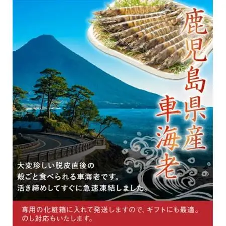 鹿児島県産特大冷凍車海老300g【配送不可地域：離島】【1185849】