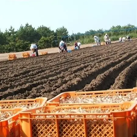 鹿児島県産砂丘らっきょうプレミアムセット【1185821】