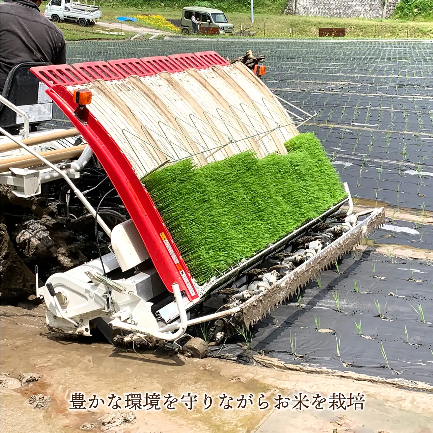 令和7年産 有機JAS認証米 有機於保地米 コシヒカリ10Kg（5kg×2袋）
