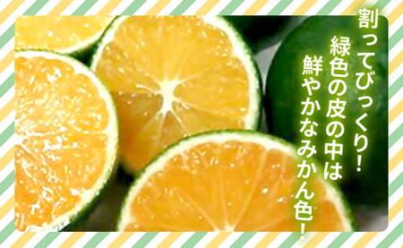 【2026年9月中旬より順次配送】グリーンみかん 5kg みかん be-0107