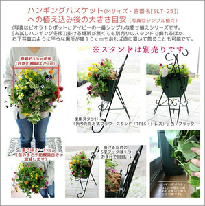 D086 パンジー＆ビオラのハンギングバスケット 寄せ植え[カシスオレンジ]Mサイズ|玄関 フラワーギフト 誕生日 プレゼント 女性 花 おしゃれ 新築祝い 退職祝い 結婚祝い 秋冬 鉢植え 鉢花 ガーデニング フラワー バスケット 屋外 ギフト 寄植え 生花 冬の花