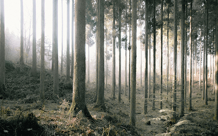 【FIL】小国杉エッセンシャルオイル Essential Oil Oguni Sugi エッセンシャルオイル 5ml  アロマオイル オイル 小国杉精油 アロマ フレグランス 癒し リラックス ギフト 贈答用 プレゼント Foreque 熊本 阿蘇 南小国町 送料無料