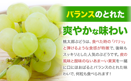 桃太郎ぶどう1房 約500g 晴れの国 おかやま館(フルーツランド岡山) 【配送不可地域あり】