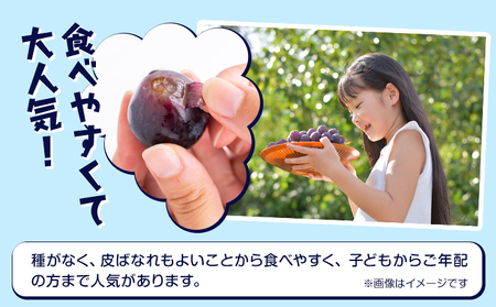 【2026年先行予約】岡山県産 ピオーネ 2房 約500g×2 晴れの国 晴れの国 おかやま館(フルーツランド岡山)《2026年7月中旬-8月下旬頃出荷》岡山県 浅口市 マスカット ぶどう 葡萄 果物 フルーツ 送料無料【配送不可地域あり】（離島）
