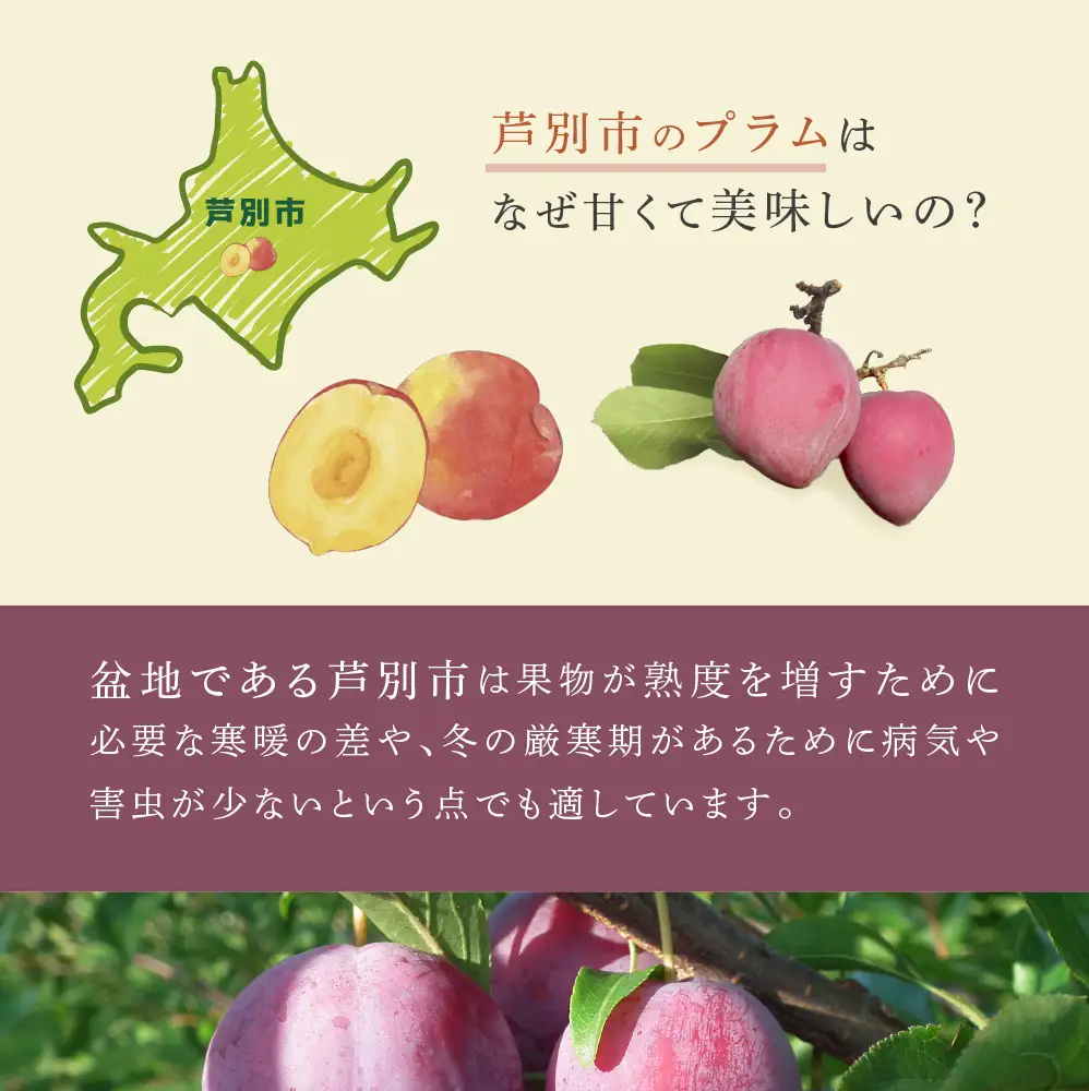 【 先行受付 】 プラム 恋花火 1kg フルーツ 果物 くだもの 旬のフルーツ 旬の果物 季節のフルーツ 季節の果物 北海道 芦別市