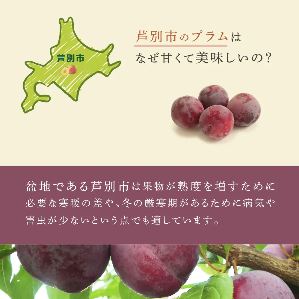 【 先行受付 】プラム 紅香のしずく 1kg 北海道産 すもも フルーツ 果物 旬のフルーツ 旬の果物 くだもの 北海道 芦別市