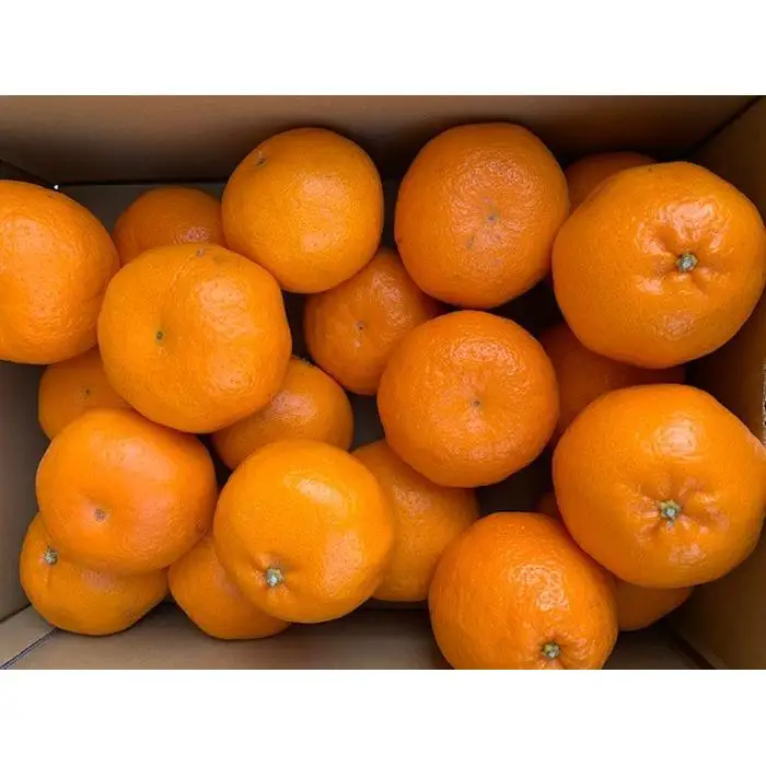 完熟はるみオレンジ 赤秀品 5kg （L～3Lサイズ混合/サイズ指定不可）