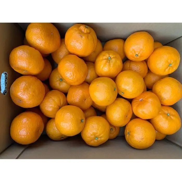 完熟ポンカン 赤秀品 5kg（М・L・2L/サイズ指定不可）