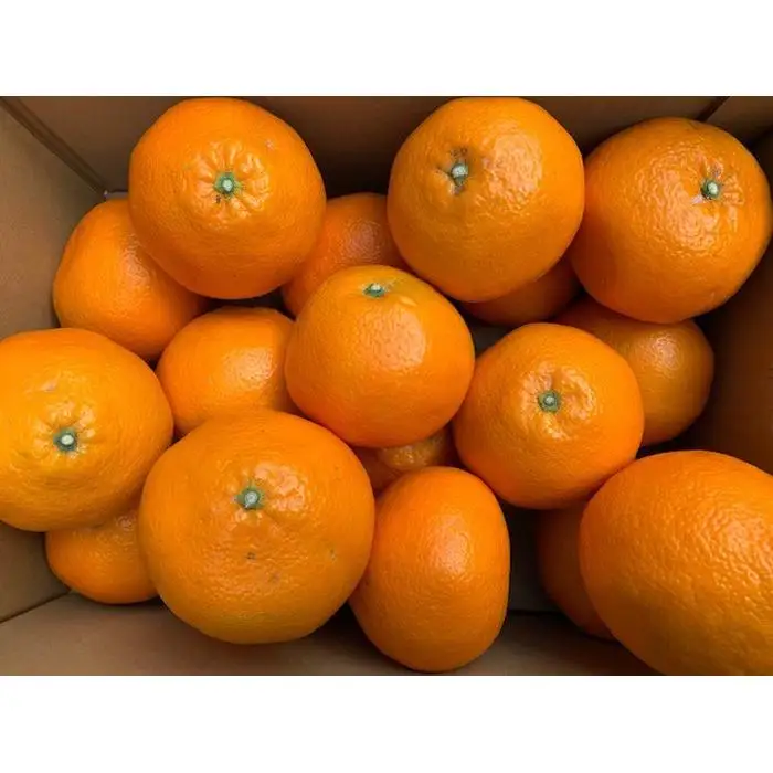 いよかん 赤秀品 5kg（L、2L/サイズ指定不可）