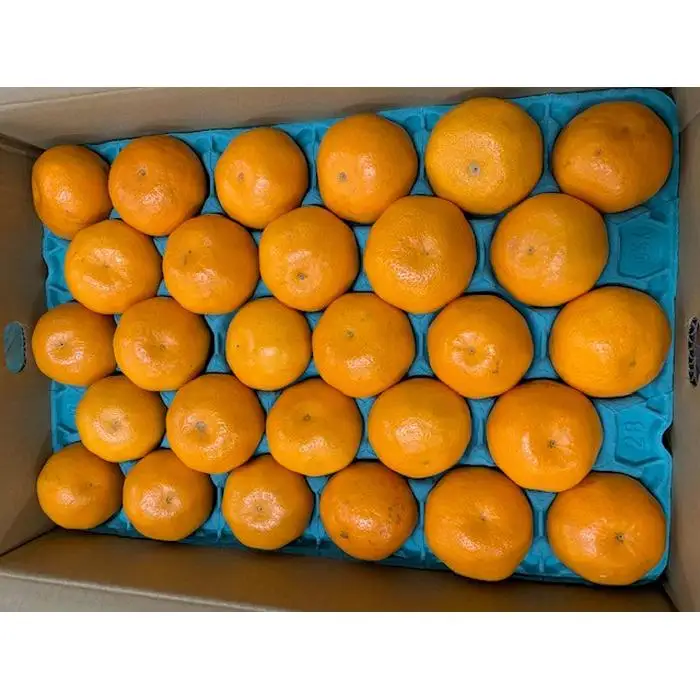 完熟はるみオレンジ 赤秀品 24～28玉入り