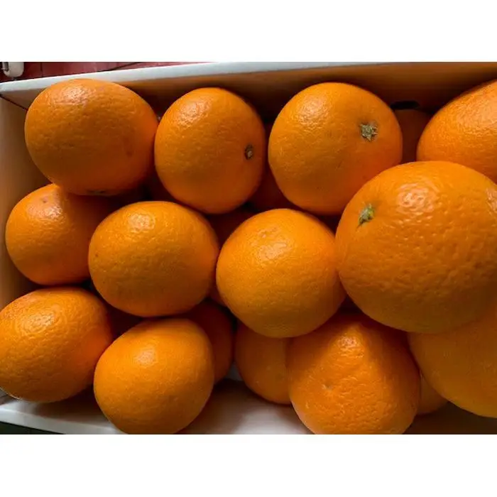 完熟清見オレンジ 赤秀品 5kg（М・L・2L/サイズ指定不可）