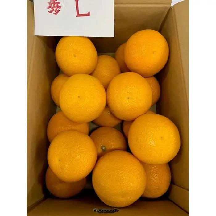 はっさく 赤秀品 Lサイズ 約5kg