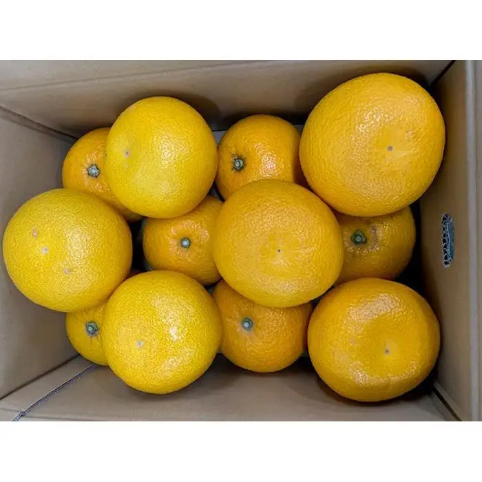 はっさく 赤秀品 約5kg（3L・2L/サイズ指定不可）