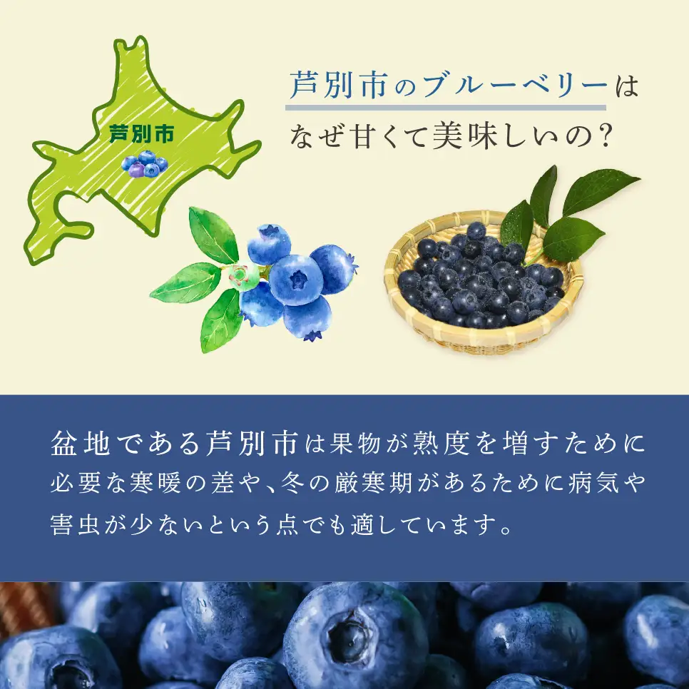 【 先行受付 】ブルーベリー ミックス 1kg 冷蔵 果物 くだもの フルーツ 旬の果物 旬のフルーツ 8品種 ミックスブルーベリー 大粒 小粒 北海道 芦別市