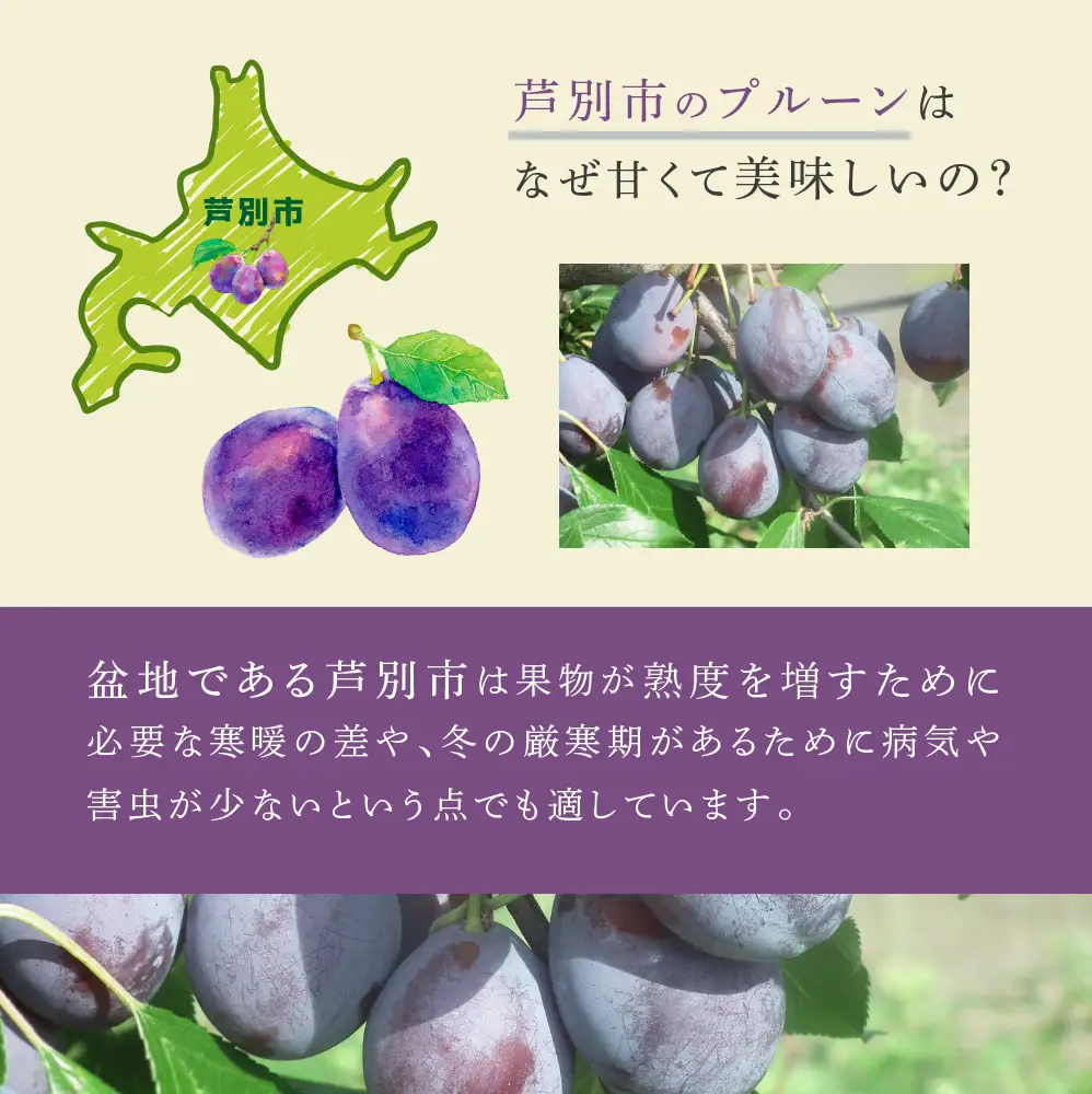 【 先行受付 】プルーン ベイラー 1kg 生 フルーツ 果物 旬のフルーツ 旬の果物 くだもの 北海道 芦別市