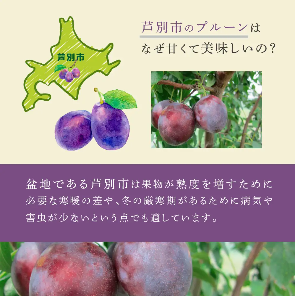 【 先行受付 】プルーン ジョーク 1kg 生 フルーツ 果物 旬のフルーツ 旬の果物 くだもの 北海道 芦別市