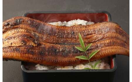 熊本産 特大うなぎ蒲焼「阿蘇夢鰻（アソロマン）」1尾 鰻 蒲焼