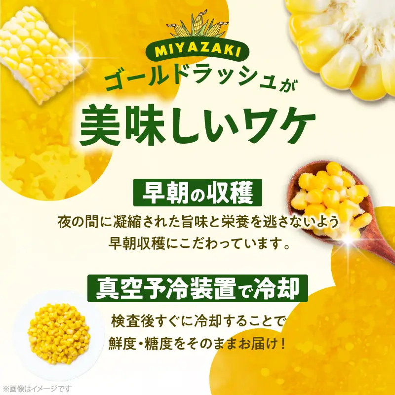 先行予約≪期間限定≫みやざきフレッシュスイートコーン(約4.5kg) とうもろこし 野菜 旬 おやつ 国産_T015-0045