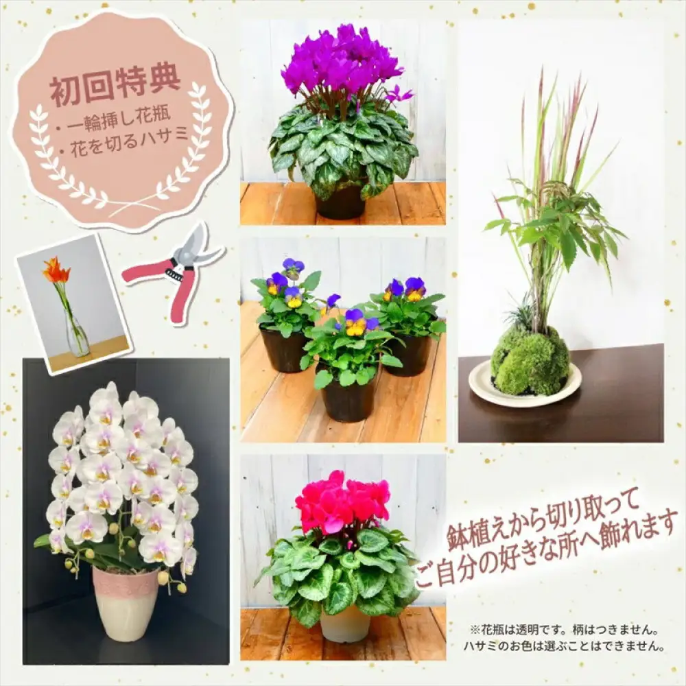 【定期便年3回　季節の花鉢】農林水産大臣賞を受賞したフローリストがアレンジする 季節を知らせる花鉢【 花 お花 神奈川県 小田原市 お花】
