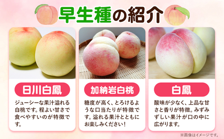 ご家庭用 岡山白桃 約1.3kg 晴れの国おかやま館(つむぐ株式会社) 【配送不可地域あり】