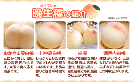 岡山白桃 約900g 晴れの国おかやま館(つむぐ株式会社) 【配送不可地域あり】