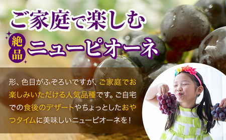 【2026年先行予約】ご家庭用 岡山県産 ニューピオーネ 約1.2kg 2-3房 晴れの国 おかやま館(つむぐ株式会社)《2026年8月下旬-10月上旬頃出荷》岡山県 浅口市 マスカット ぶどう 葡萄 果物 フルーツ 送料無料【配送不可地域あり】（離島）