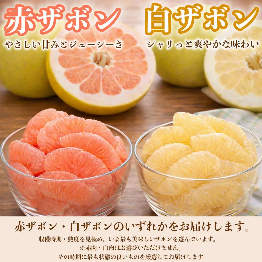 【先行予約】 【訳あり】 八代ザボン (赤肉または白肉) 約5kg (3～6玉)  果物 くだもの 果汁 柑橘 おやつ フルーツ デザート 熊本県 八代市 【2026年11月上旬より順次発送】