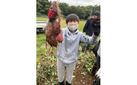 【定期便4ヶ月】生芋　10kg　S～2Lサイズ混合　1箱 いも長 | さつまいも いも 生いも 紅はるか 国産 ※離島への配送不可