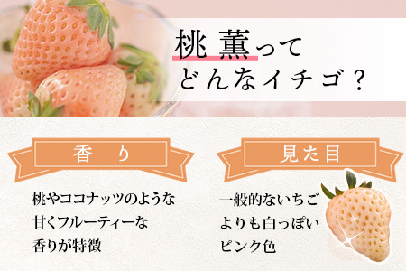 【先行予約】熊本県産いちご ひのしずく・白いちご 約260g×2パック 産地直送 国産 新鮮 フレッシュ 果物 苺 イチゴ フルーツ 103-0007