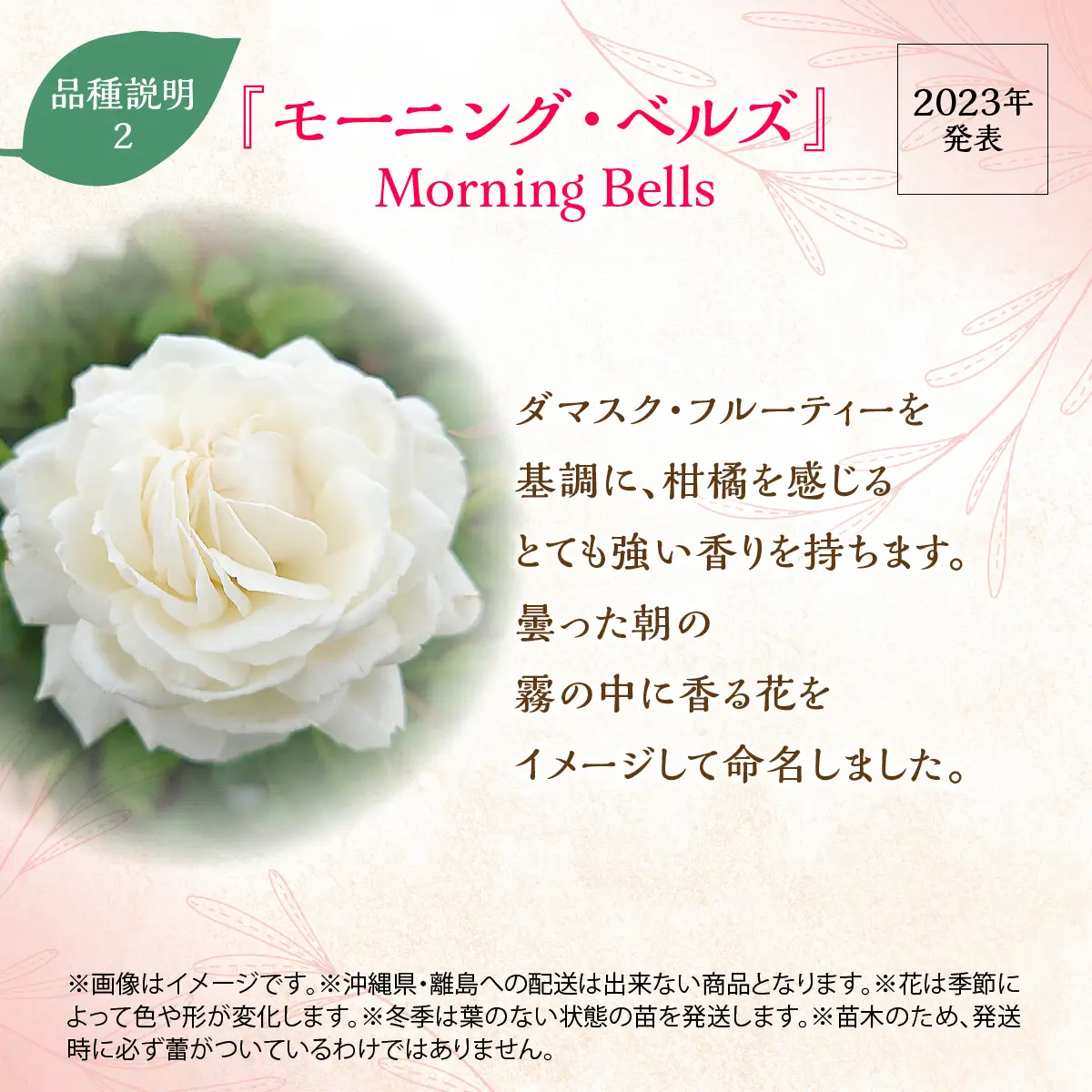 【Apple Roses】バラ苗『モーニング・ベルズ』大苗6号ポット植え  HNNH040
