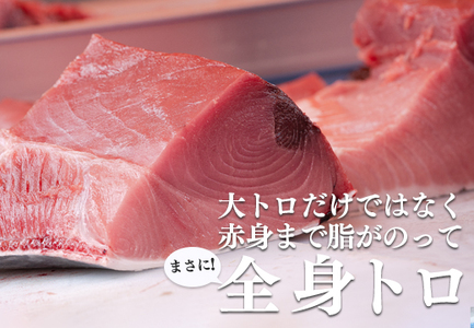 特大 国産 養殖 本マグロ 解体人付き 50kg以上 一本丸ごと 刺身 300人前 まぐろ 出張対応