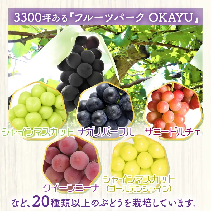 【先行予約】厳選シャインマスカット 1.7kg以上（3～4房）【種なし】フルーツパークOKAYU / 葡萄 シャインマスカット 完熟 旬 フルーツ 果物 福井県 あわら市 あわら産 農家おすすめ 皮ごと食べれる 甘い 高級 人気 ※2026年9月中旬より順次発送 [aw007-b004]