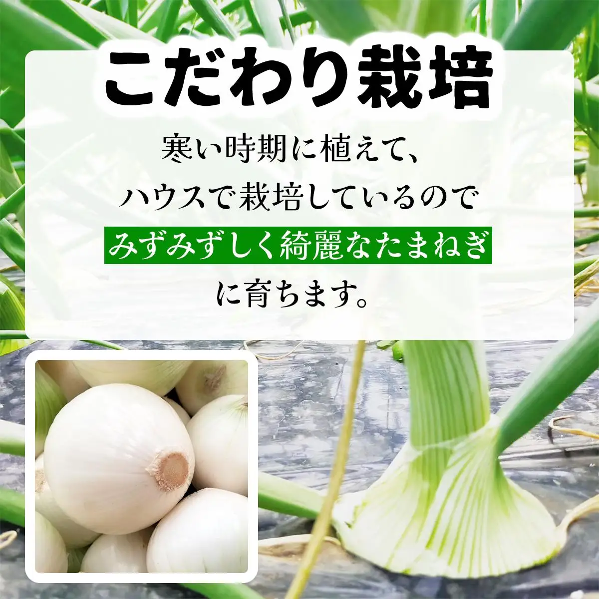 【2026年6月中旬発送】白玉ねぎ 4kg 北海道 伊達産 タマネギ 玉葱 サラダ [famy-002]