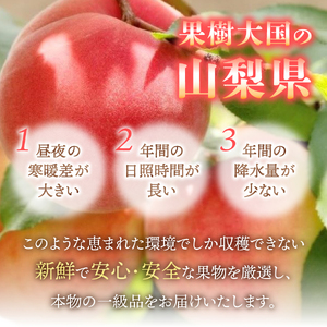 朝どれ桃 2kg×2回定期便 （白鳳系・白桃系） 【2026年発送】定期便