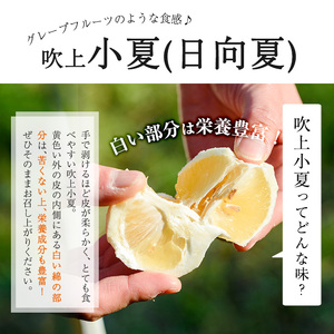 No.221 ＜先行予約受付中！3月下旬～5月上旬までの間に発送＞鹿児島県産！吹上小夏(4kg) 小夏 日向夏 みかん ミカン 蜜柑 柑橘 フルーツ 青果 果実 鹿児島 国産 九州産 ギフト 贈答【黒川農園】