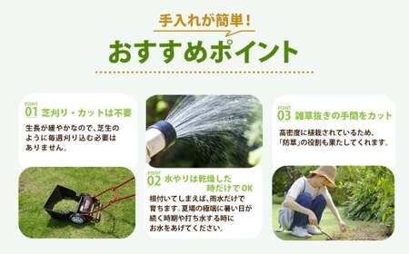 玉竜 タマリュウ たまりゅう 120枚 植物 プラント 芝生 ガーデニング ガーデニング用品