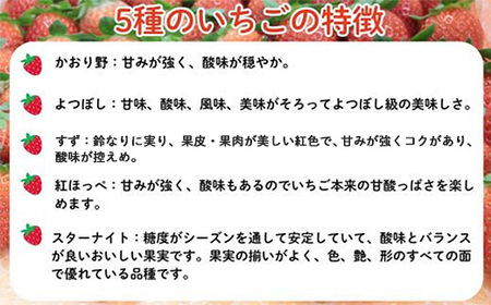 【先行予約】農場長厳選の美味しいいちご 500g【250g×2パック 苺 詰め合わせ いちご イチゴ 果物 フルーツ 甘味 甘酸っぱい かおり野 紅ほっぺ よつぼし スターナイト すず おやつ 島根県 安来市産 安来市】【11-MS-16】