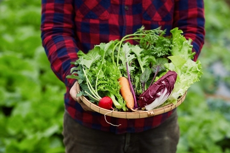 [定期便 3ヶ月ごと4回お届け] 柴海農園 旬の「おてごろやさい」セット (8種類前後) [0227]