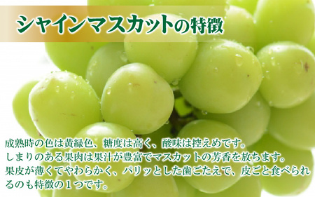 【先行予約】【訳あり】シャインマスカット 約250g×2房 【2026年8月中旬以降順次発送予定】[A-3229]