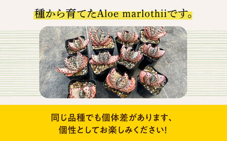 実生アロエ Aloe marlothii 5株 長与町/アグリューム [EAI110]  観葉植物 多肉植物 苗 植物 アロエ あろえ インテリア