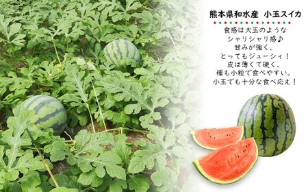小玉 スイカ（赤色）1玉 すいか 西瓜 1玉 熊本県和水町産 【2026年（令和8年）4月中旬頃から順次出荷予定】  すいか 西瓜