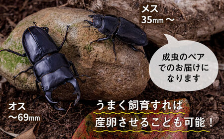 オオクワガタ ペア (Sサイズ)　糸島市 / 糸島クワガタの森 昆虫 ペット [AUN002]