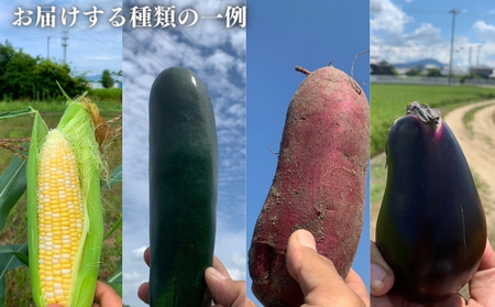 のどかな讃岐平野で育てた 旬の野菜 詰め合わせセット 今が旬 健康 野菜ボックス ヘルシー食材 トマト サツマイモ 新鮮 とれたて 季節 自家栽培 珍しい 美味しい たっぷり 