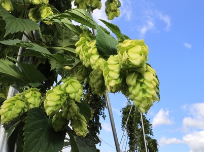 【ふるさと納税】（予約返礼品）わっさむクラフトビール（Some What Hop）3本