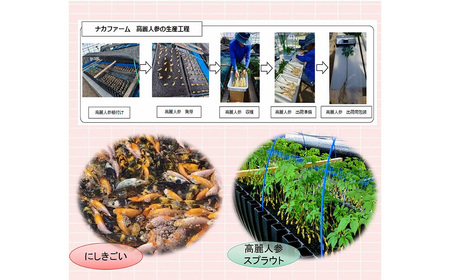 高麗人参　チップス