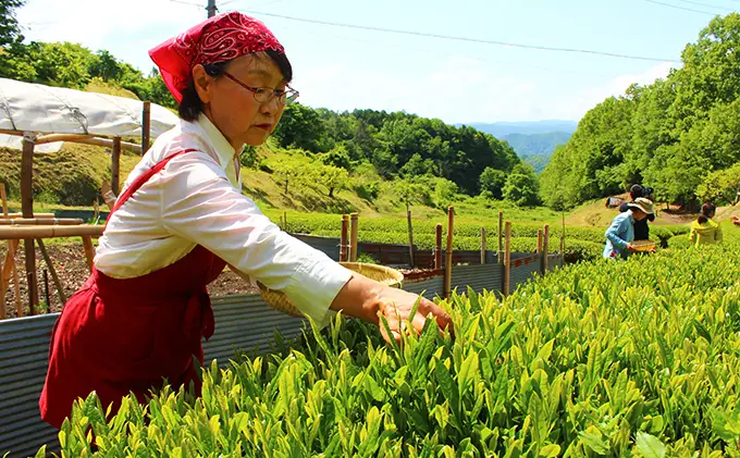 びほくの番茶 500g×2袋 飲料 ドリンク 飲料類 お茶 